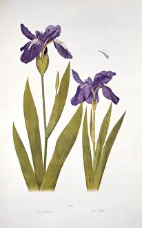Asparagales Order Plants Drucke: Iris tectorum Maxim. wild iris