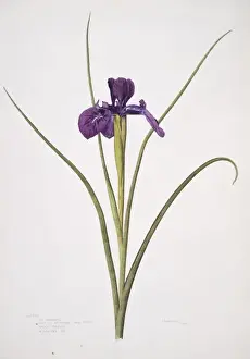 Botanical Drawing Drucke: Iris xiphioides, English iris