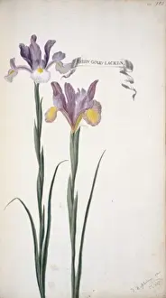 Iridaceae Family Plant Drucke: Iris xiphium, Spanish iris