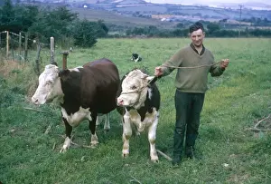 Irischer Bauernhof mit Rindern