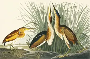 Drucke von Tafel 210 aus Johns James Audubons Vögel von Amerika, Original doppeltes Elefantenfolio (1834-35), mit Handfarbe auf Aquatinta. Gegraviert und gedruckt in R. Havell (& Sohn), London Amerikanische Zwergdommel Drucke: Ixobrychus minimus, kleiner Schafschwanz