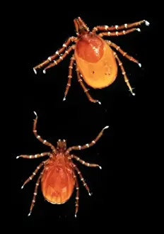 Ixodes Ricinus Drucke: Ixodes ricinus, sheep tick