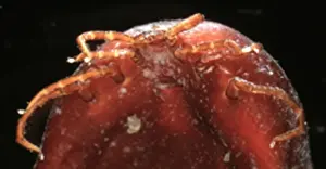 Ixodes Ricinus Drucke: Ixodes ricinus, tick