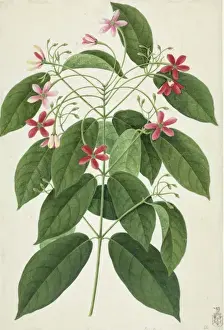 Dicotyledonous Flowering Plants Drucke: Ixora sp
