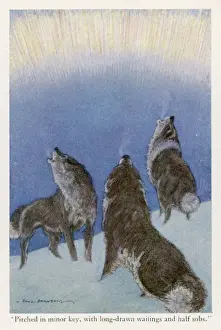 Jack Londons / Der Ruf der wilden Tiere