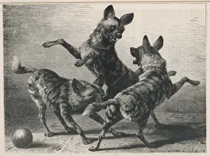 Wölfe spielen 1879