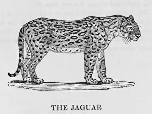 Jaguar Wildlife Photography Drucke: Jaguar (Bewick)