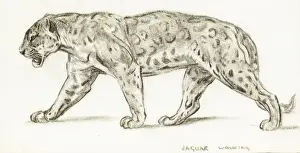Raymond Sheppard Artwork Drucke: Jaguar Walking
