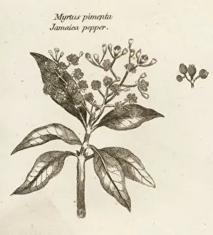 Drucke von Jamaika-Pfeffermyrtus Verwandte Bilder Drucke: Jamaika-Pfeffer