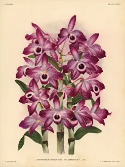 Drucke von Dendrobium Nobile-Orchidee Variante Jaspideum; Zeichnung von C.de Bruyne und Chromolithographie von P.de Pannemaeker aus Lucien Lindens 'Lindenia', Iconography of Orchids, Brüssel 1902 Botanische Drucke: Dendrobium nobilis - Jaspideum-Variante