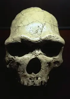 Javaner oder Pithekanthropus erigeben (Homo Erhöhter erhoben)