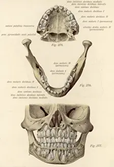 Anatomy Of The Human Head Drucke: Jaw Bones & Teeth