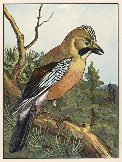 Woodland Birds UK Drucke: Jay (Foster)