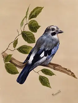 Malcolm Greensmith Artwork Drucke: A Jay on a perch