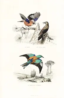 Handcolored Prints Online Drucke: Jay, spotted nutcracker and roller