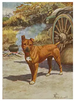 Drucke von Der Held dieses beliebten Geschichtens von einem Hund im Afrika, erzählt von Sir Percy Fitzpatrick Verwandte Bilder Drucke: Rittmeister der Bushveld 1