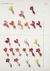 Gemeiner Taglilie (Antirrhinum majus) Farbvariation
