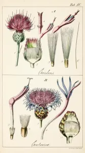 Gattungen Carduus ( echter Distel ) und Centaurea.