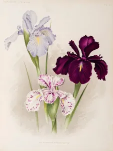 Iris anglicana