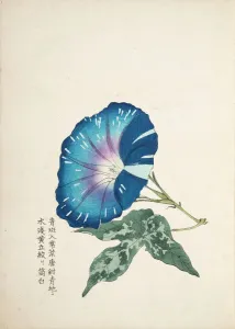 Botanisch Drucke: Japanischer Morgenröhrenblume 1