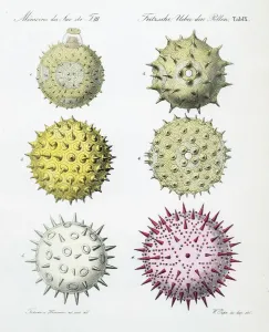 Körner von Pollen aus verschiedenen Pflanzen