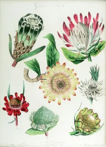 Protea: sieben Sorten.