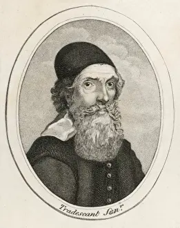 Antique Botanical Artwork Drucke: John Tradescant (Elder)
