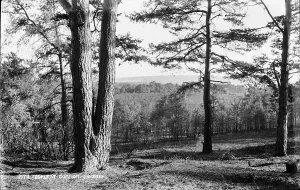 Black And White Tree Images Drucke: Midhurst Common Landscape