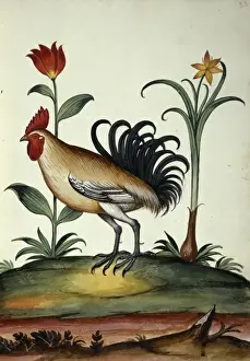 Flowering Plant Species Drucke: Junglefowl