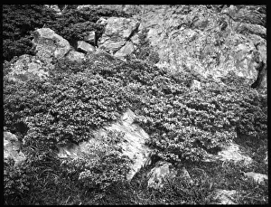 Common Juniper Drucke: Juniperus Communis (Common Juniper)