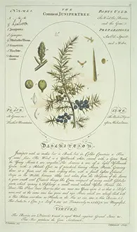 Eberesche europäische Eibe