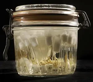 Black Background Studio Photography Drucke: Juvenile fish specimens