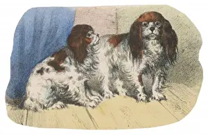 King Charles Spaniel Drucke: K C Spaniel Scrap