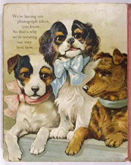 King Charles Spaniel Drucke: K C Spaniel and Terriers