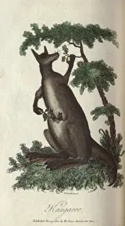 Australian Wildlife Illustrations Drucke: Kangaroo