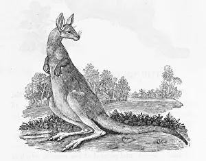 18th Century Illustrations Drucke: Kangaroo (Bewick)