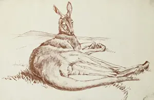 Raymond Sheppard Artwork Drucke: Kangeroo
