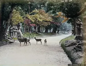 Japanese Historical Images Drucke: Kasuga at Nara