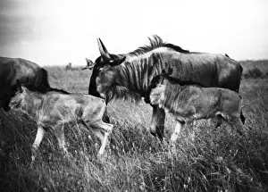 African Antelope Images Drucke: Kenyan Wildebeest / Gnu