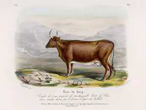 Historic Farm Animals Drucke: KERRY COW