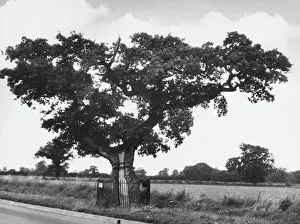 Norfolk Historical Sites Drucke: KETTs OAK