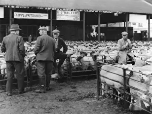 Schafmesse in Kidderminster