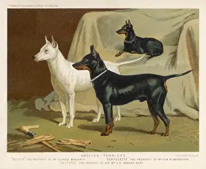 Small Dog Breeds UK Drucke: Three Kinds of Terrier