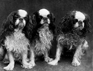 Historical Dog Breeds Drucke: King Charles Spaniel