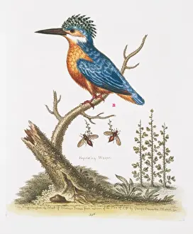 Drucke von Tafel 336, mit Handfarben auf Kupferplatte als Etching von George Edwards Die Sammlung der Naturgeschichte Band 3 (1764) Mit annotierten Königsfischern Coraciiformes Drucke: Kingfisher