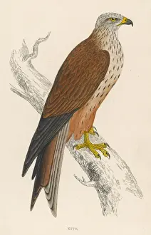 Birds Of Prey Illustration Drucke: Kite (Morris)