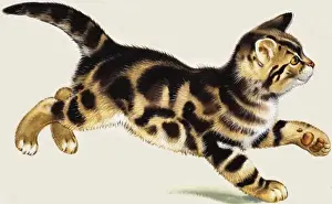 Cat Lover Gift Ideas Drucke: Kitten