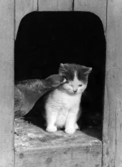 Vintage Kitten Pictures Drucke: Kitten and Bird
