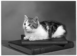 Bücher Drucke: Katzen auf Büchern