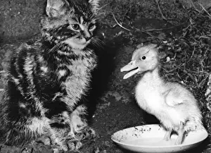 Vintage Kitten Photography Drucke: Kitten and Duckling